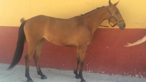 11535927_10204323650519474_8667452211119963389_n