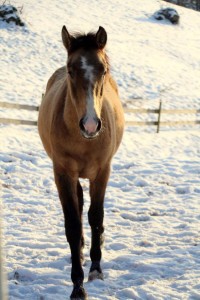 12788608_10205215935748703_945814477_o