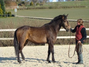 AktionGremlinMapsElevero