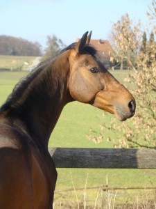 AktionGremlinMapsEmbrujo