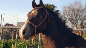 13567152_10206462240262881_3328199507352934867_n