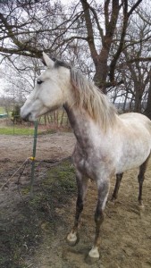 aktion-gremlin-maps-wanda-janine