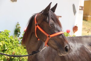 13735073_10206615661778323_7819601572180587231_o