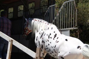 13653388_10206663095004124_5192332372406703550_o