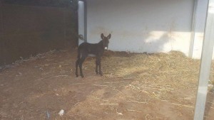 14089166_10206842991981436_3628494828432612631_n