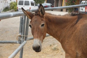 13112966_10207076222492053_3579574645037910864_o