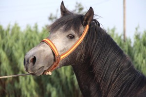 14311306_10207004680903558_3288946216410269794_o