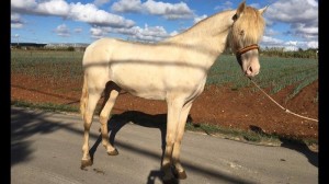 14650606_10207313589586082_5739810360616952880_n