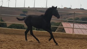 14707972_10207304790286105_74327433531510991_o