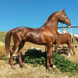 14708288_10207236459977890_2543689670829365650_n