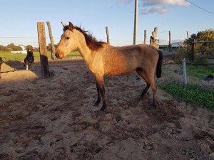 15078847_10207495134284586_1582386298132460528_n