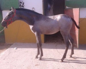 15109435_10207549752250001_7101746147100823008_n