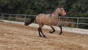 15380844_10207684766065262_8965280688095627450_n